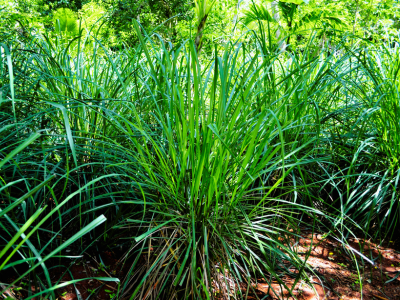 Lemongrass Essential Oil Benefits: Top Uses and Effects
